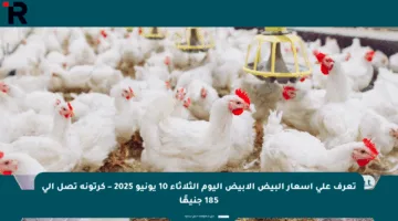 تعرف على أسعار البيض الأبيض اليوم الثلاثاء 10 يونيو 2025 – كرتونة تصل إلى 185 جنيهًا